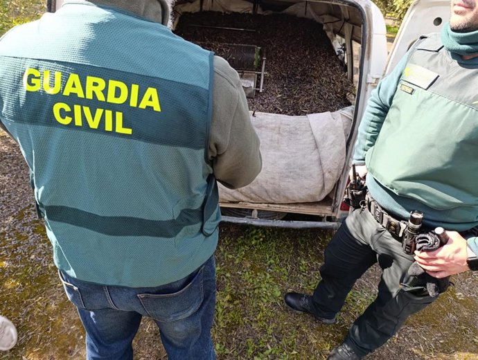Operativo en la campaña de aceituna en Córdoba.