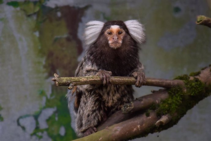 El zoo El Bosque incorpora a 'Micu', un mono titi nativo de Brasil.