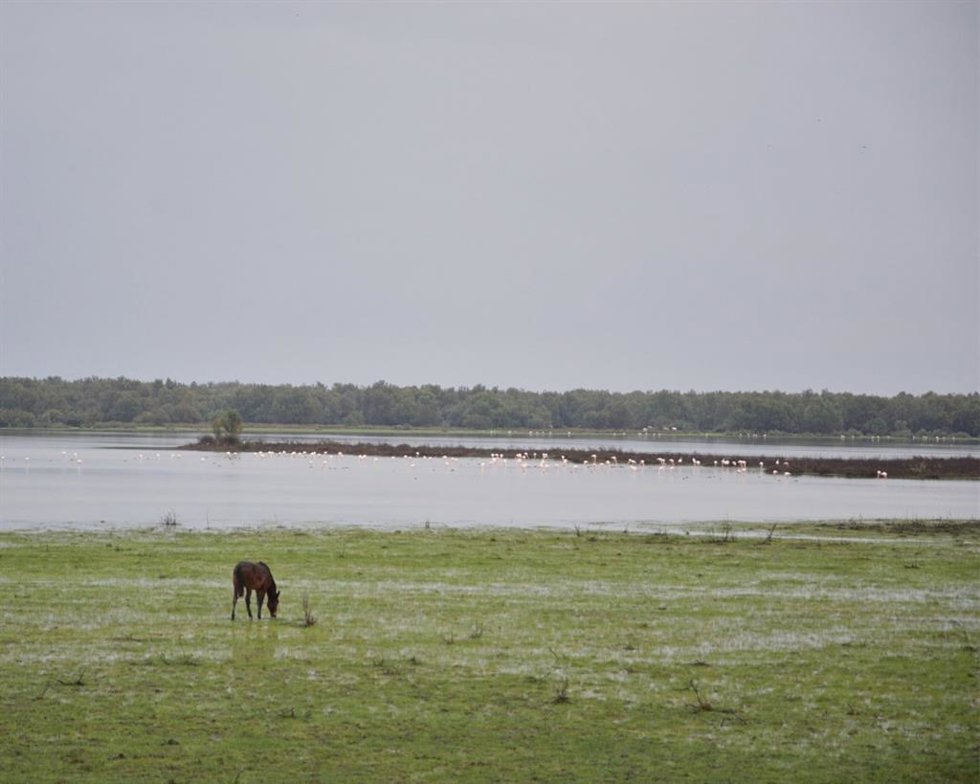 Marisma de Doñana.