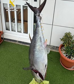 Tonyina incautat