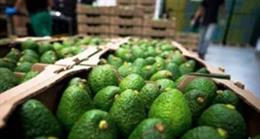 Exportación aguacates Colombia