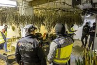 Desmanteladas seis plantaciones de marihuana en el barrio de Los Mateos, en Cartagena (Murcia)
