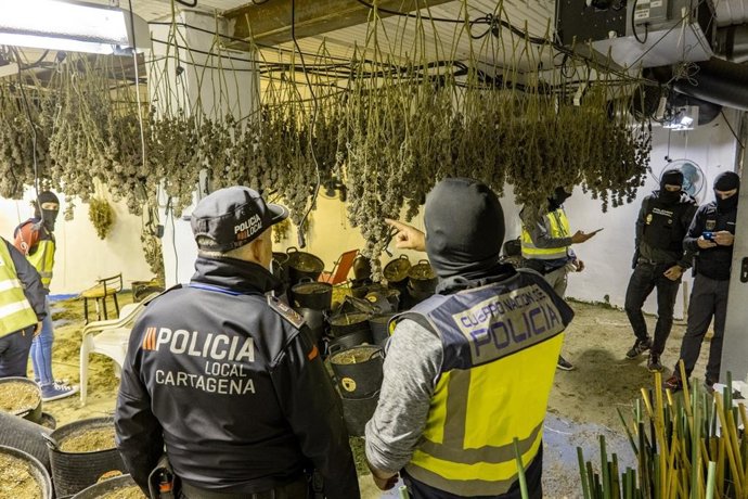 El Ayuntamiento de Cartagena colabora con Policía Nacional en el desmantelamiento de seis plantaciones de marihuana en el cerro de Los Moros