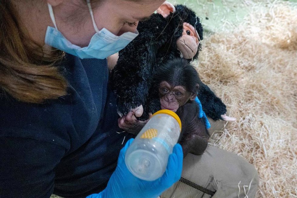 Nuevo chimpancé en Bioparc