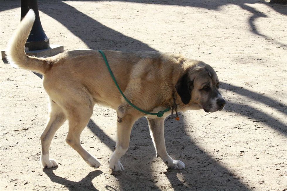 Archivo - Perro