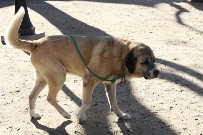 Archivo - Arquivo - Perro, Calle, Perrete