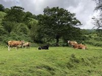 Cantabria convoca las ayudas de la Solicitud Única para 2025 por más de 13,6 millones