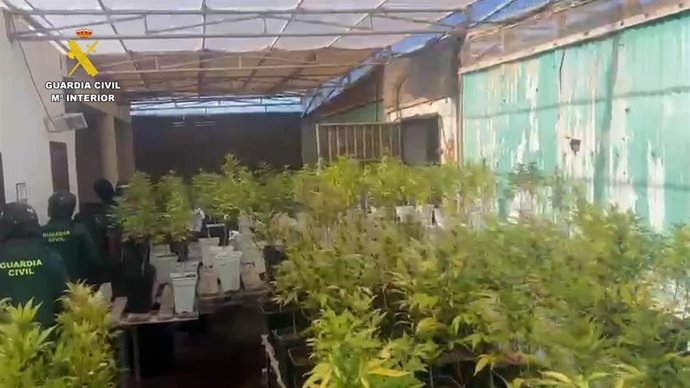 Detenidas dos personas por tener un vivero con 1.300 plantas de marihuana en Lanzarote