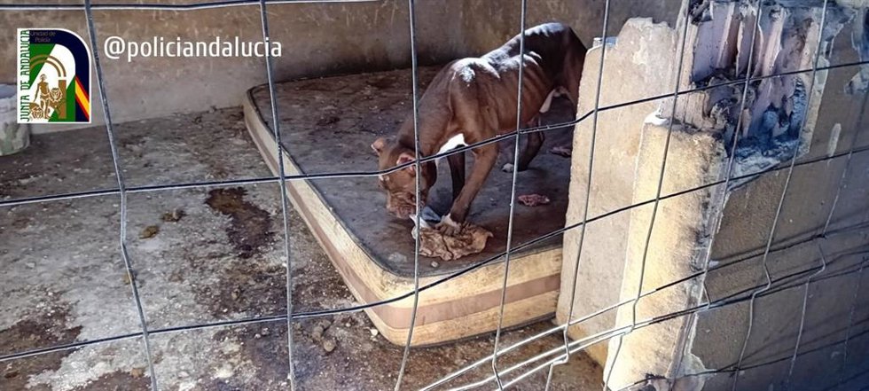Perro en malas condiciones en El Fargue