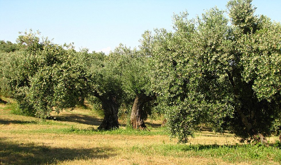Archivo - Agricultura y campo andaluz. Imagen de archivo.