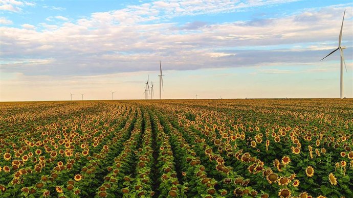 Parque eólico entre girasoles