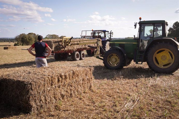 Archivo - Un tractor durante la recogida de trigo en la parroquia de Calvo, a 31 de julio de 2023, en Abadin, Lugo, Galicia (España). El sector ganadero prevé un aumento de los costes de piensos y forrajes los próximos meses, debido a que España enfrenta 