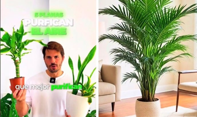 Las plantas purificadoras de aire que recomienda la NASA para eliminar toxinas (y por qué son tan efectivas)