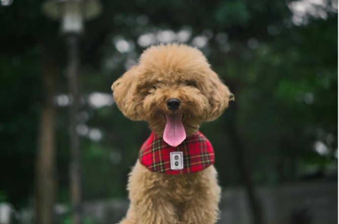 Archivo - Ejemplar de caniche.