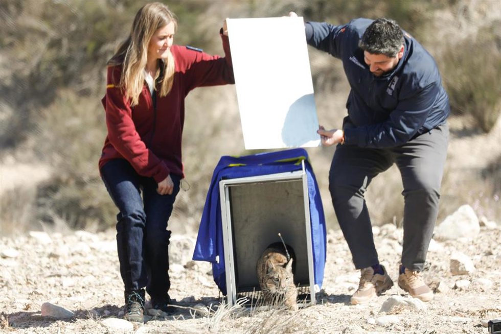 La vicepresidenta tercera del Gobierno y ministra para la Transición Ecológica y el Reto Demográfico, Sara Aagesen, y el presidente de la Región de Murcia, Fernando López Miras, durante la suelta de dos linces, en el parque de Protección Civil de Zarcil
