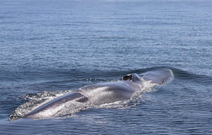 Ejemplar de rorcual común (Balaenoptera physalus)  IEO-CSIC