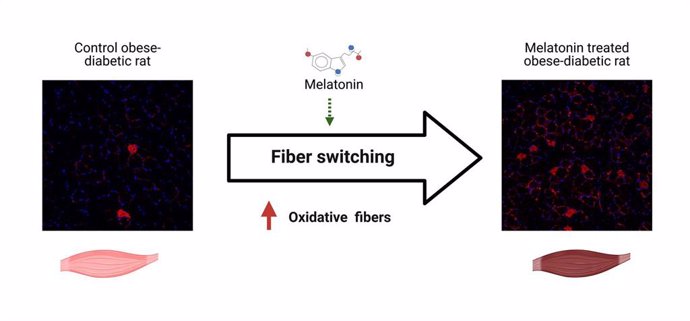 Imágenesde fibras oxidativas (en rojo) de la musculatura de ratas obesas y diabéticas. A la izquierda, se observa la reducción en un ejemplar sin tratamiento. A la derecha, se aprecia el aumento de las mismas en una rata tratada con melatonina.