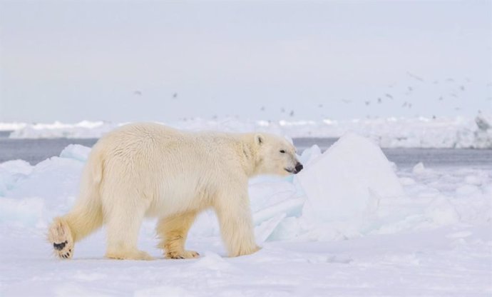 Archivo - Oso polar fotografiado en Groenlandia