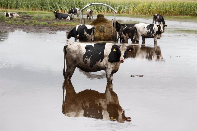 Archivo - Vacas en un pasto inundado por el desbordamiento del río Anllo, a 9 de octubre de 2024, en Goá, Vilalba, Lugo, Galicia (España).