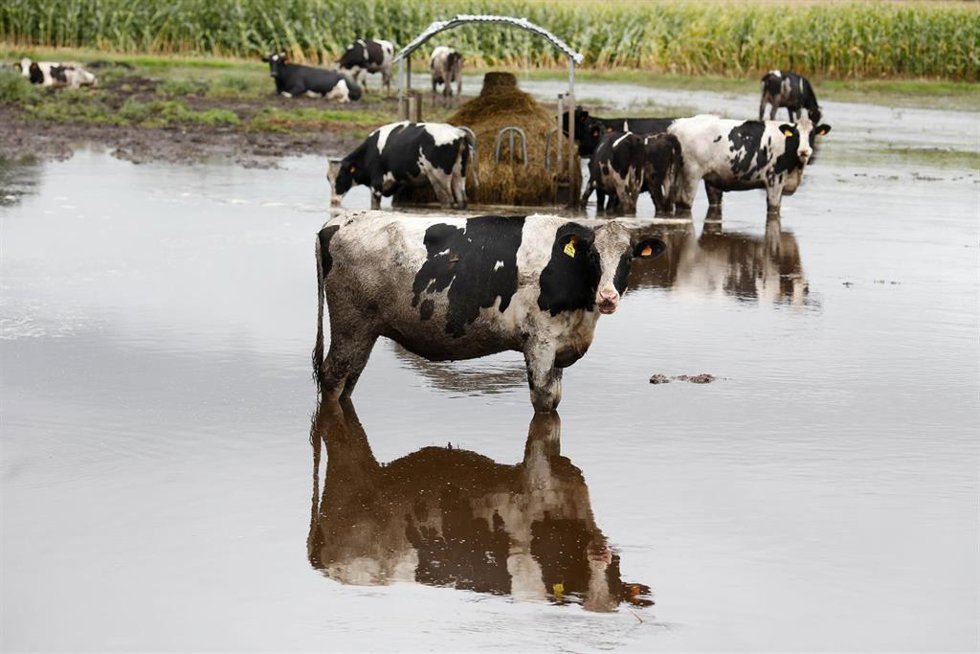 Archivo - Vacas en un pasto inundado por el desbordamiento del río Anllo, a 9 de octubre de 2024, en Goá, Vilalba, Lugo, Galicia (España).
