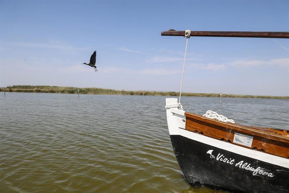 Archivo - Suelta de aves en el Parque Natural de l'Albufera, a 5 de junio de 2024, en El Saler, Valencia