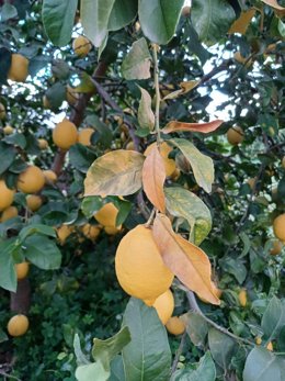 Limones afectados por las heladas en Alicante