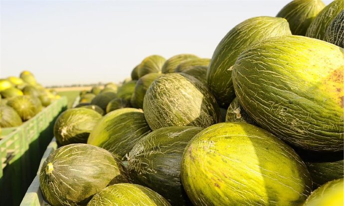 Archivo - Melón de Mercomancha (Manzanares, Ciudad Real).