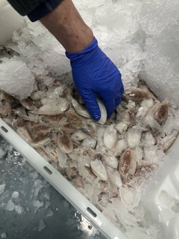 Foto de peixe fresco antes de ser exportado para o Marrocos.