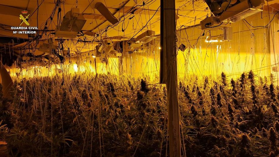 La plantación desmantelada en el operativo.