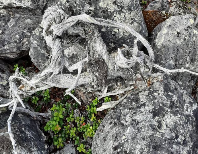 Enebro de 1.647 años encontrado en la Laponia finalndesa