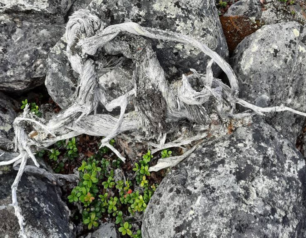 Enebro de 1.647 años encontrado en la Laponia finalndesa