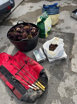 Interceptan a un furtivo en Ribadesella con 40 kilos de oricios y dos de percebes.