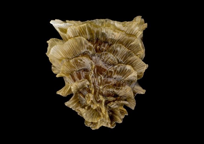 Delphinium bolosii en la exposición fotográfica "Semillas amenazadas: un viaje a través del microscopio", del  RJB-CSIC en Madrid