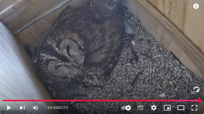 SEO/BirdLife capta la eclosión de los tres primeros pollos de cárabo común en su plataforma de cámaras en directo