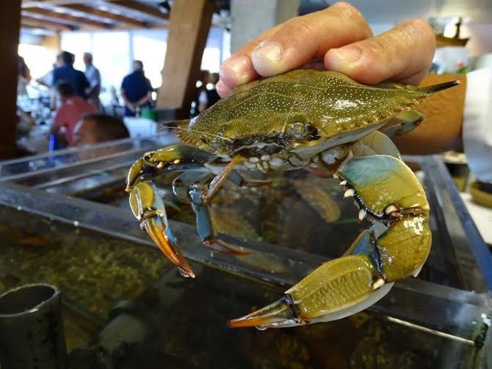 Archivo - Cangrejo azul.