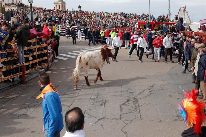 Archivo - Varias personas corren en un encierro en la Plaza Mayor de Ciudad Rodrigo, a 26 de febrero de 2022, en Salamanca, España. 
