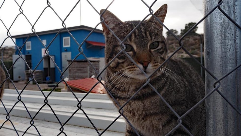 El Ayuntamiento de Zaragoza acaba de aprobar una licitación con la que pretende mejorar la calidad de la estancia de los animales en el Centro Municipal de Protección Animal (CMPA).