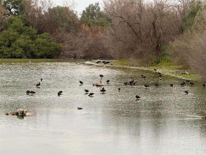 Imagen de la Laguna de Fuente del Rey, con parte de la avifauna que la caracteriza.