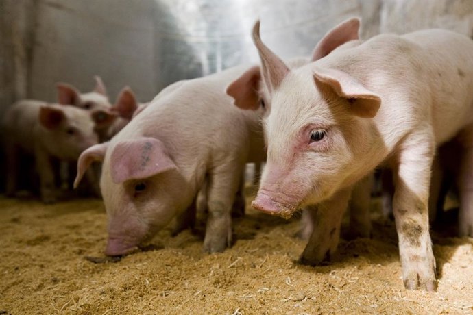 Archivo - Ganado porcino en una granja de Cefusa