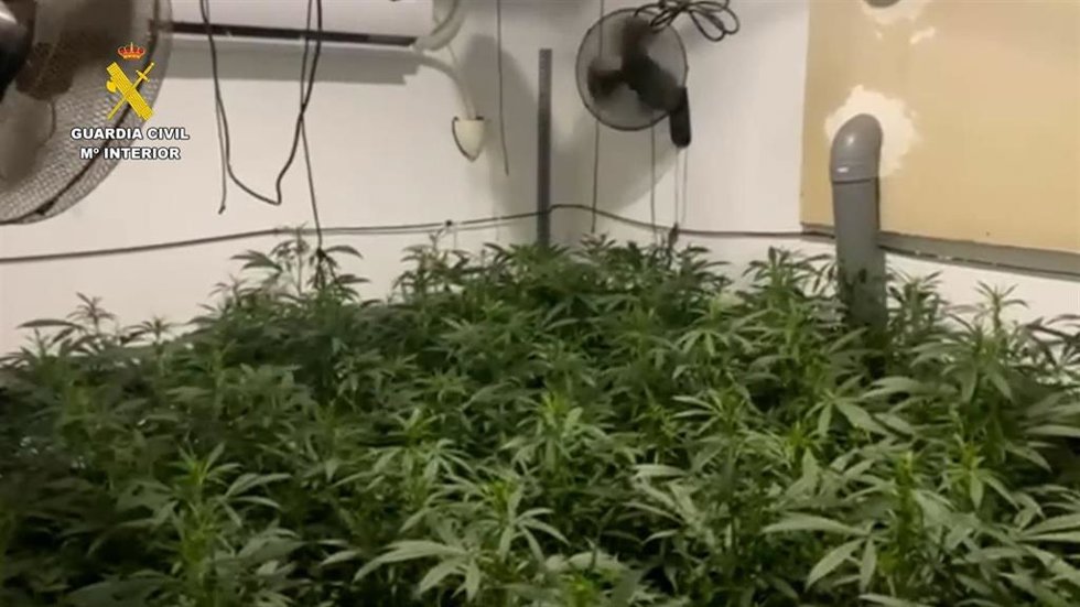 Un detenido por una plantación de marihuana con más de 1.000 plantas en una nave industrial de Lebrija.