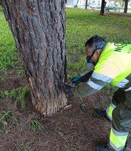 Endoterapia a los pinos en zonas verdes de Sevilla.