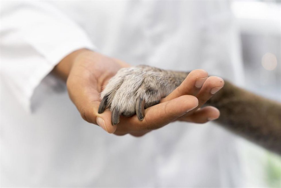 Veterinarios