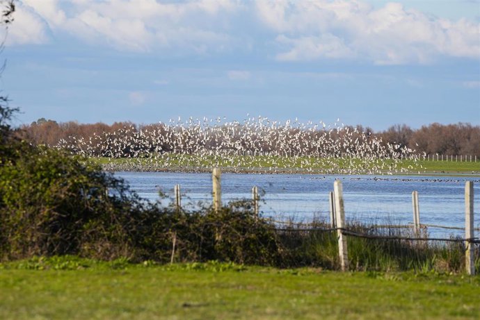 Marismas de Doñana.