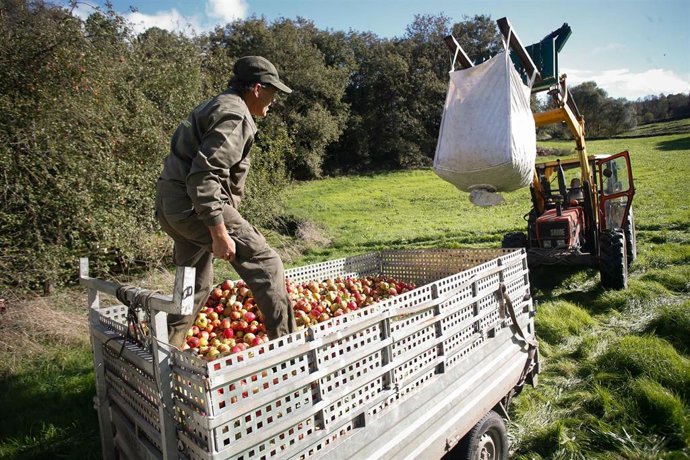 Archivo - Varias personas recogen manzanas.