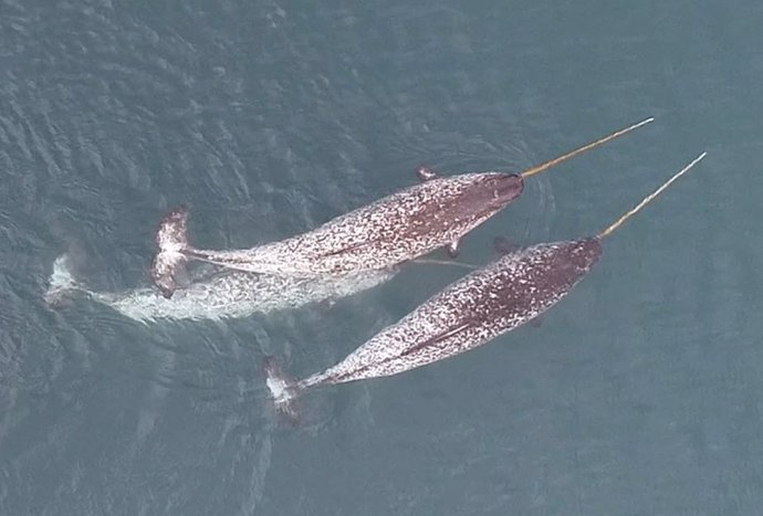 O icônico narval do Ártico, famoso por sua presa longa e espiralada, é uma das criaturas mais fascinantes da natureza. No entanto, poucos testemunharam como esses animais esquivos usam suas presas na natureza.