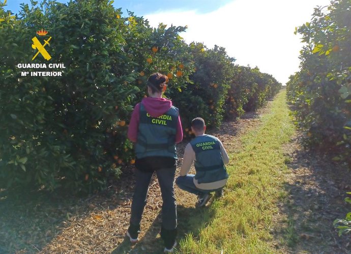 La Guardia Civil investiga a dos personas por sustraer cítricos