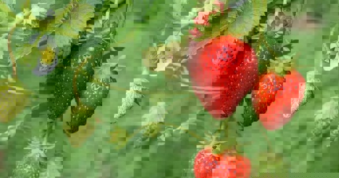 Archivo - Fresas de Huelva.