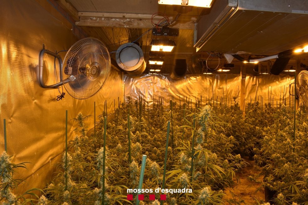Plantación de marihuana desmantelada