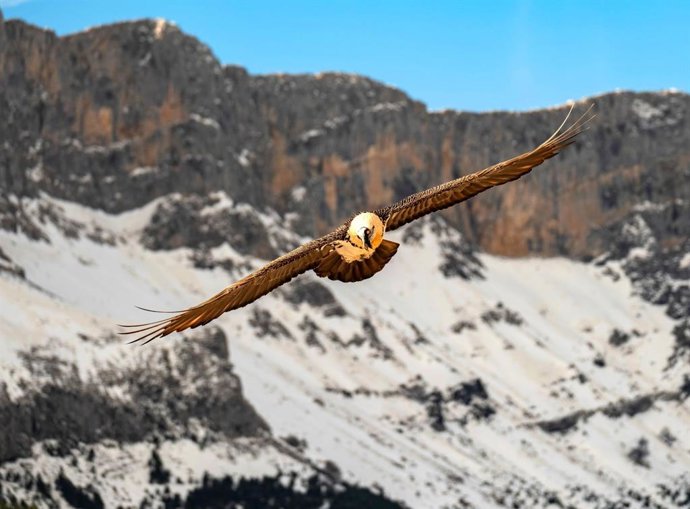 Un ejemplar de quebrantahuesos en Picos de Europa.