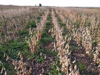 China suspende la importación de troncos desde EE.UU. y las compras de soja a tres empresas estadounidenses